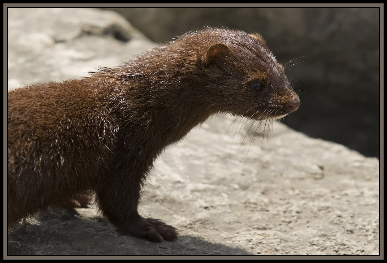 Family of Minks (11) Pentax SLR Talk Forum Digital Photography Review