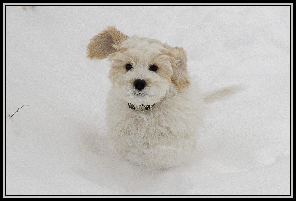 Frisky Puppies and Fresh Powder Part 2 (10) Pentax SLR Talk Forum