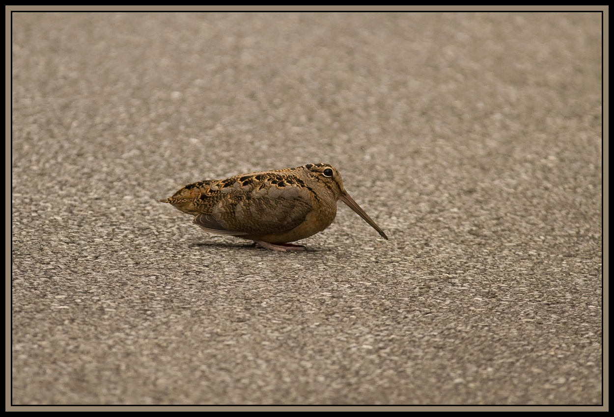 2400x1600 pixel crop 