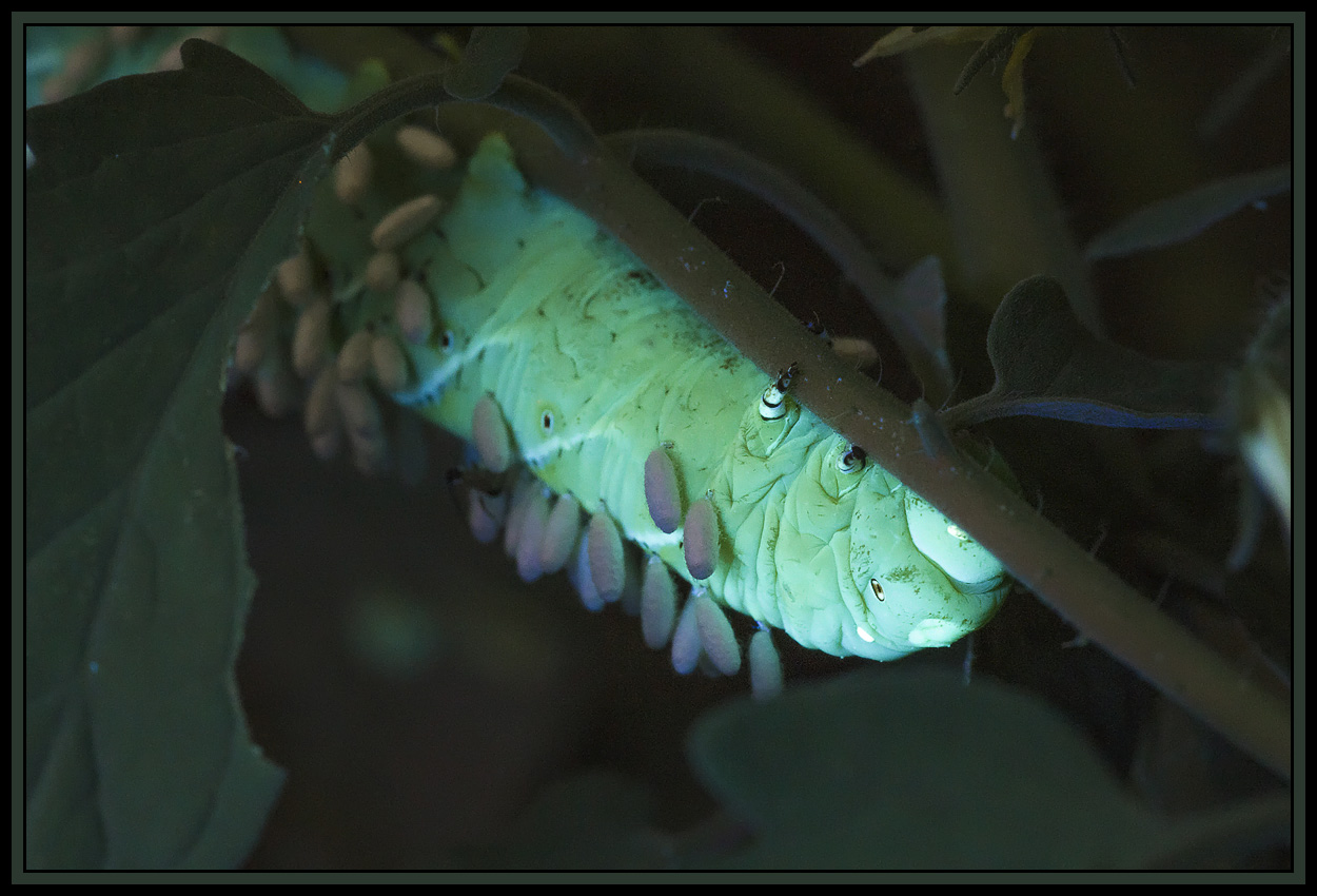 Re More UVIVF Hornworms Pentax SLR Talk Forum Digital Photography Review