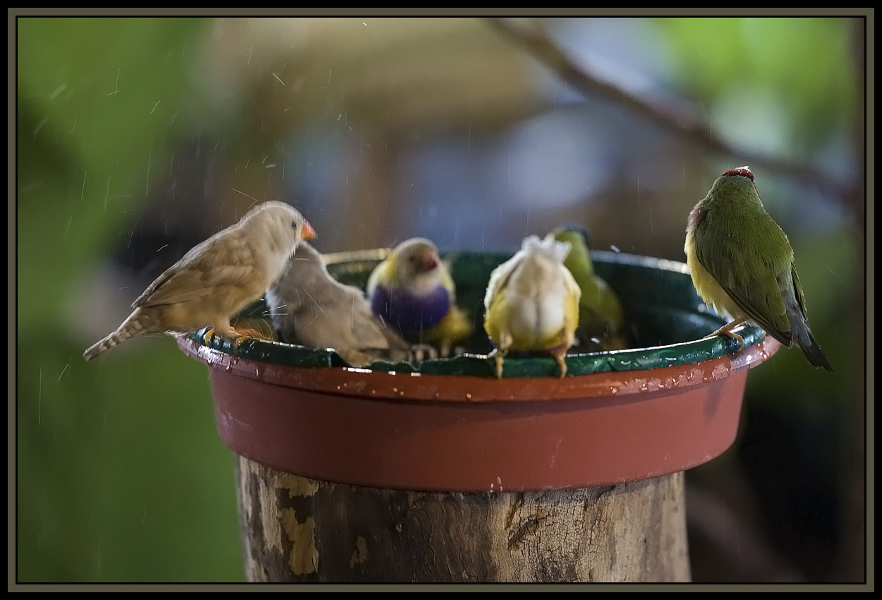 All around the bird bath 
