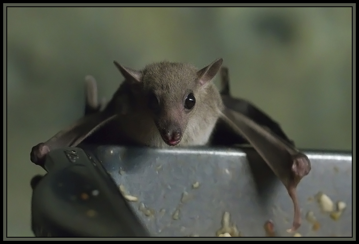 Ok so its a bat not a bird but EV 3.3 is the lighting, tough for most cameras