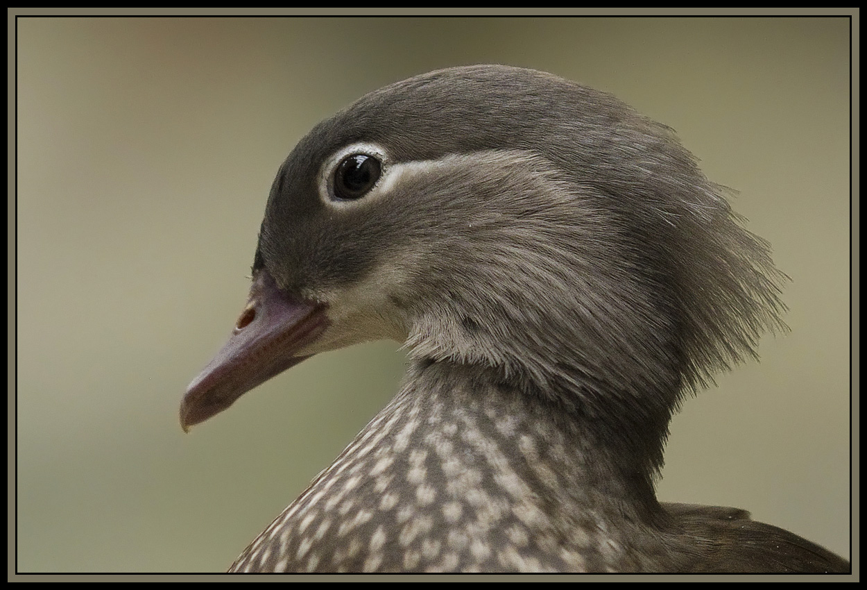 Close crop of the previous photo... View Original 