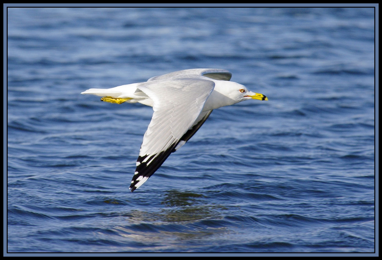 Seagulls in Flight etc. (8 large photos)