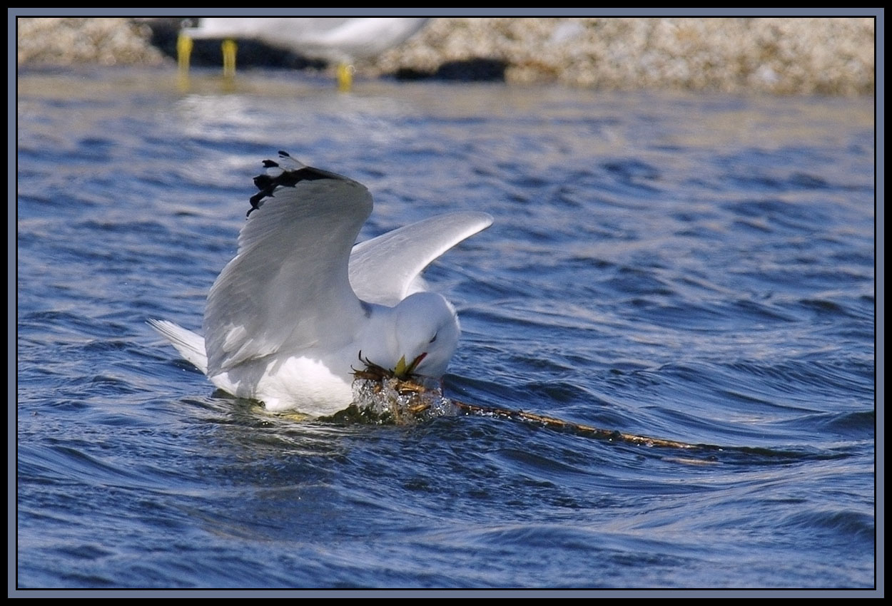 Seagulls in Flight etc. (8 large photos)