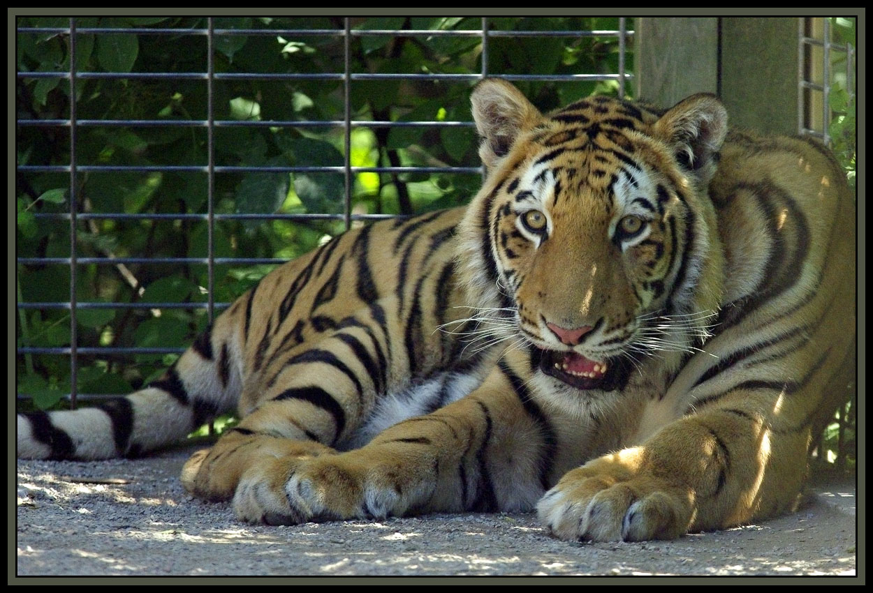 Elmvale Zoo Part 1 of 4 Tiggers