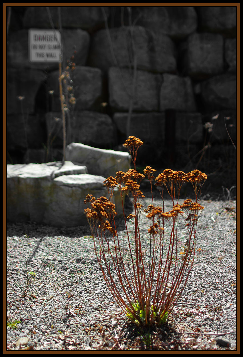 IMGP41367a