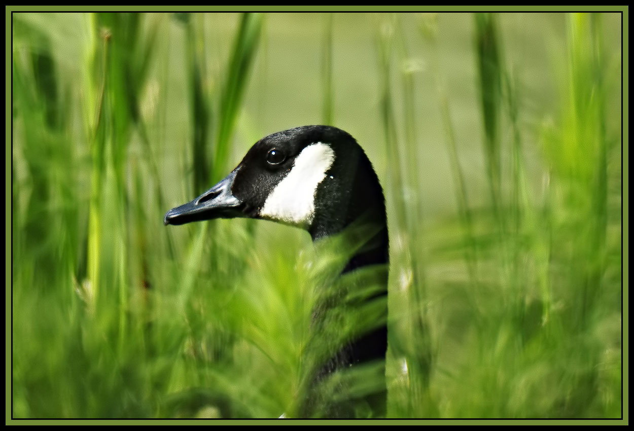 Rokinon 800mm Sample Photos (10 pics) - PentaxForums.com